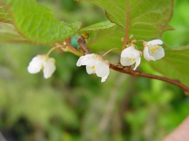 Floraison du kiwi d'ornement