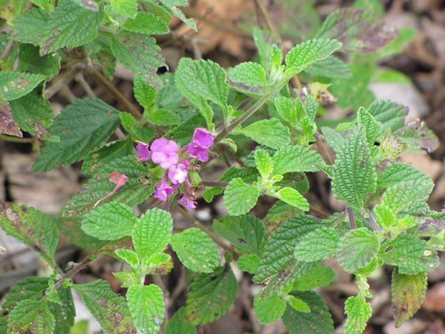 Lantana montevidensis : détail du feuillage