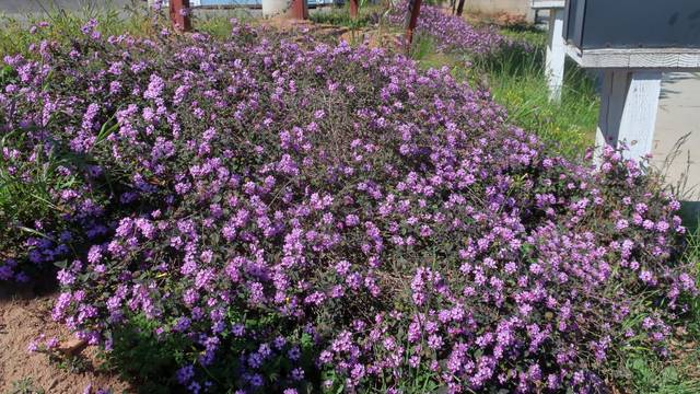 Lantana rampant : un couvre-sol généreux et spectaculaire pour le plein soleil