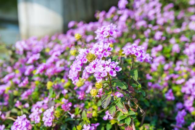 Lantana rampant (Lantana Montevidensis) en pleine floraison