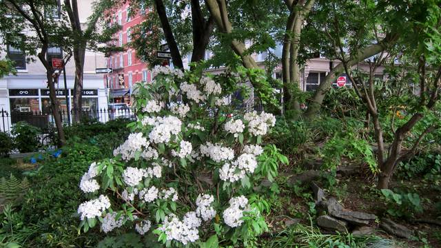 Laurier des montagnes (Kalmia latifolia) en massif