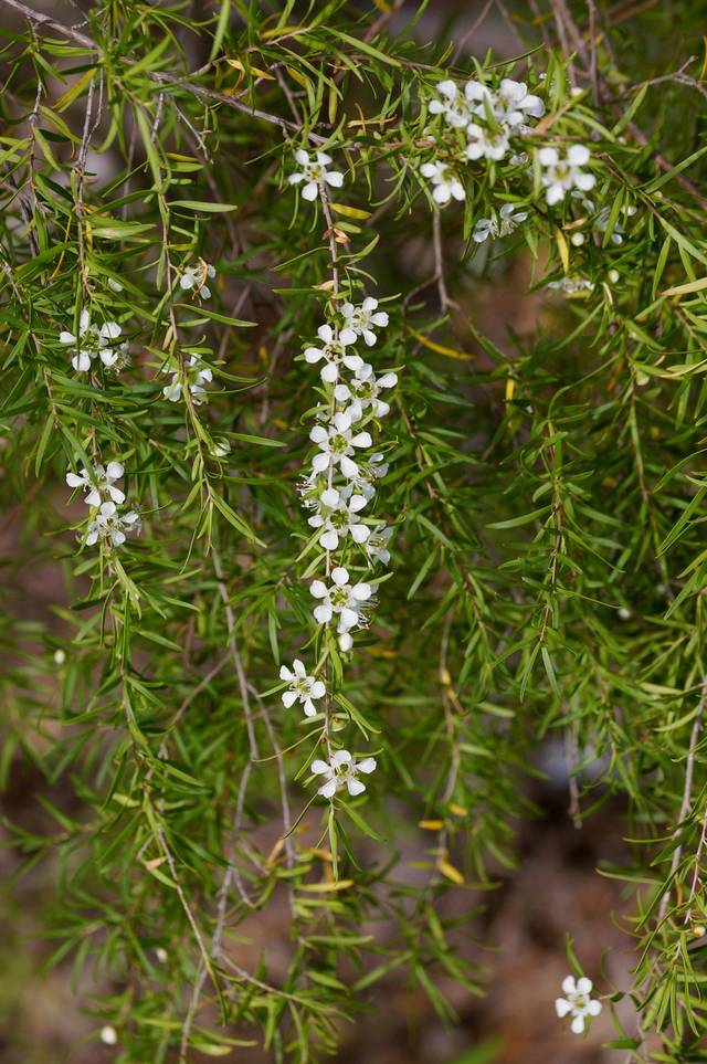 Leptospermum flavescens ‘Cardwell’