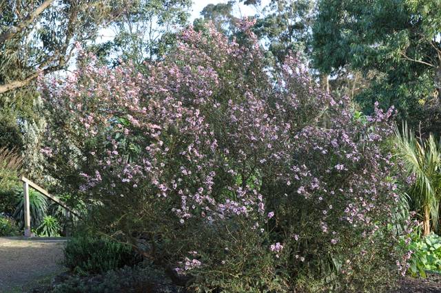 Leptospermum scoparium 'Keatleyi'