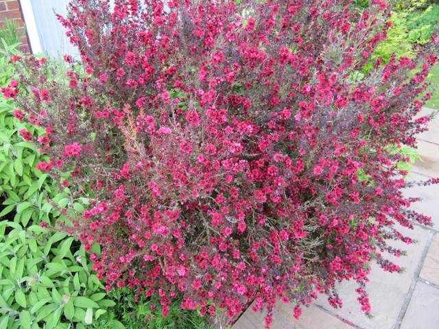 Leptospermum scoparium 'Red Damask'