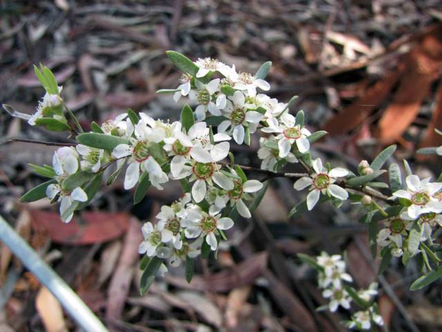 Leptospermum sericatum