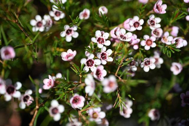 Leptospermum