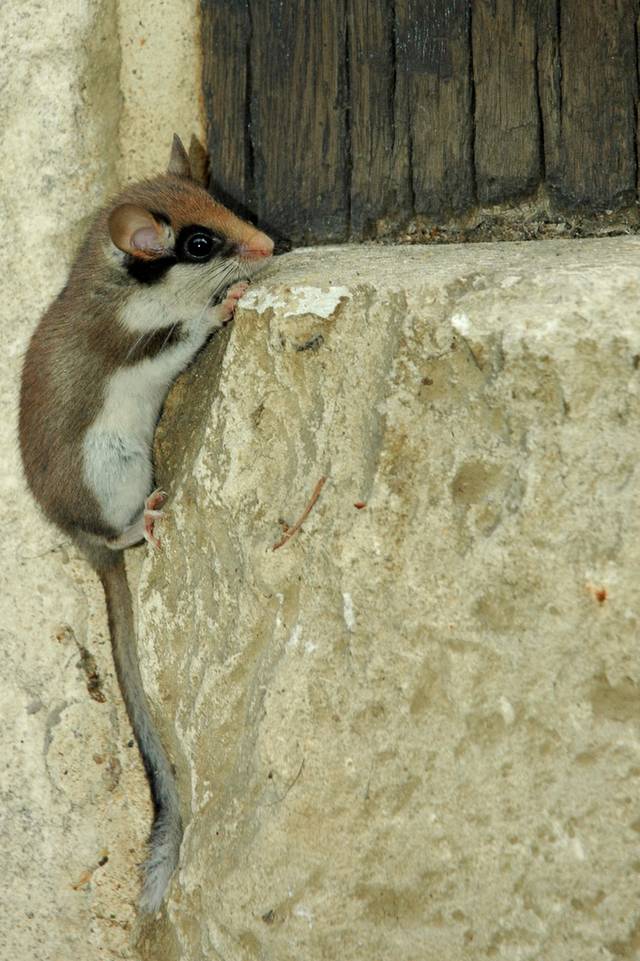 Lérot (Eliomys quercinus) escaladant un mur de pierres