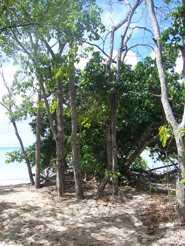 Mancenillier poussant en bord de plage