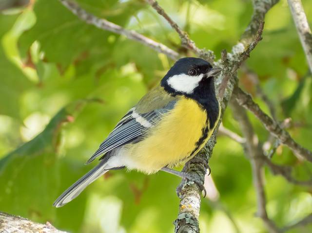 Mésange charbonnière