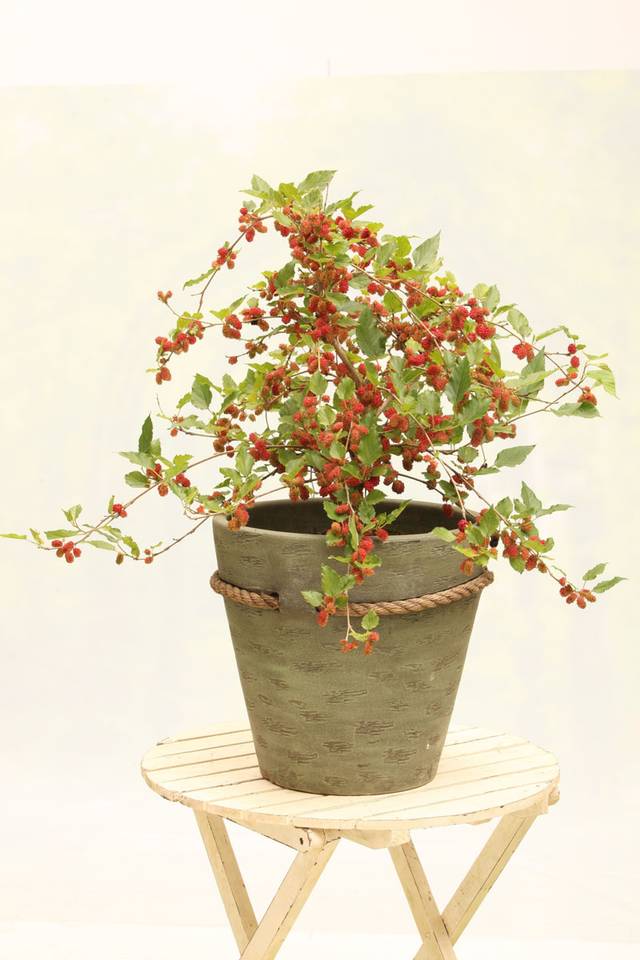 Mûrier Mojo Berry en pot
