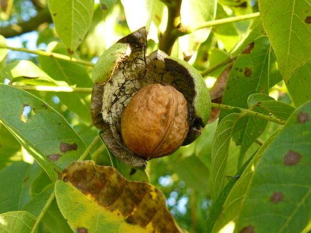 Noix sur l'arbre