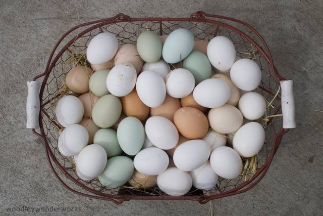 Oeufs multicolores de poule araucana