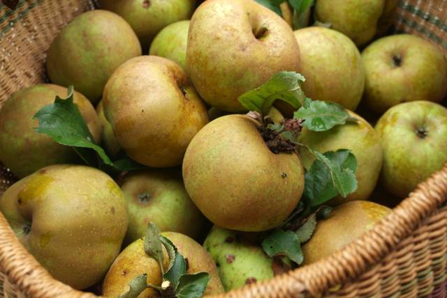 Panier de pommes Reinette Clochard