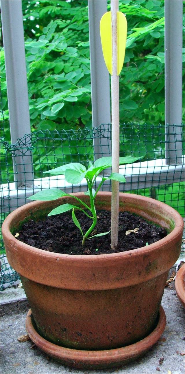 Semis de paprika en pot