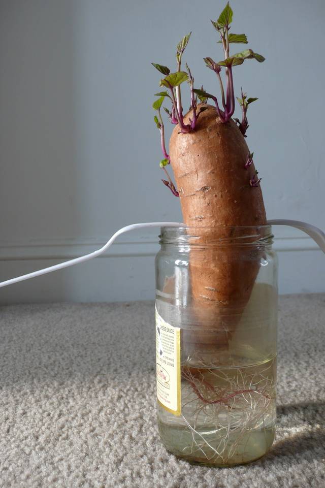 Patate douce poussant dans l'eau