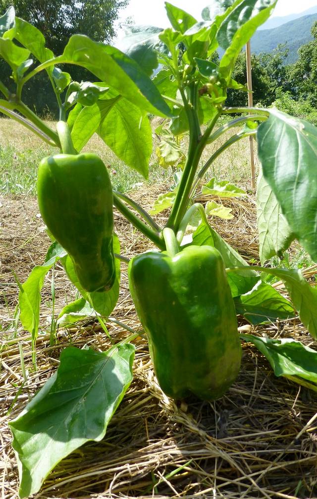 Graine horticole de poivron vert en verre pour la friture, piment, capsicum  annuum