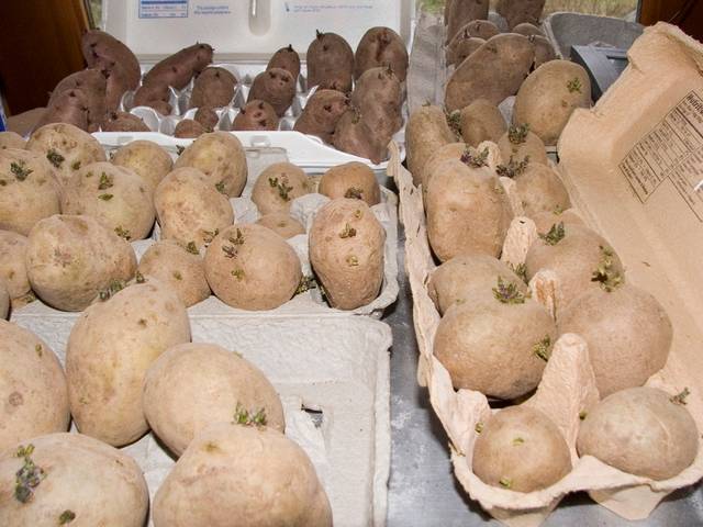 Plants de pomme de terre en train de germer dans des boîtes à oeufs