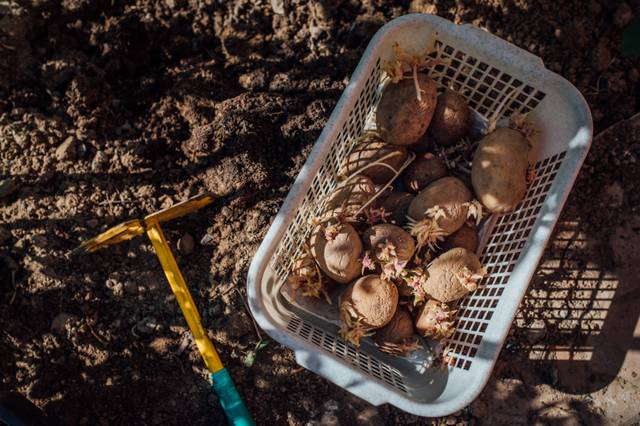 Pommes de terre germées en cours de plantation