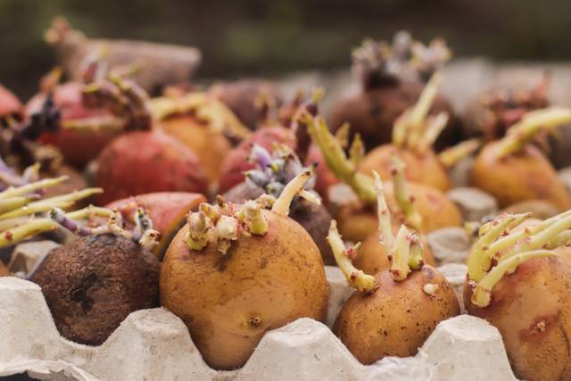 Comment faire germer les plants de pommes de terre