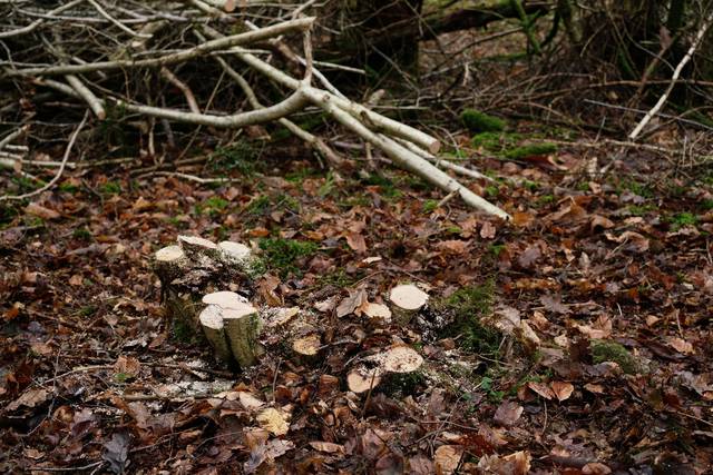 Recépage d'un buisson de noisetier