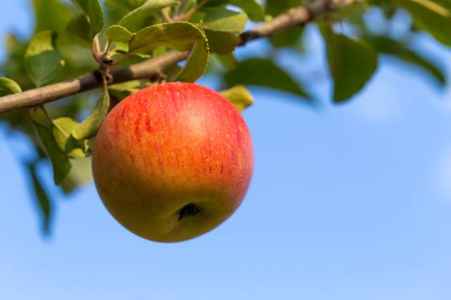 Pomme Reine des Reinettes sur l'arbre
