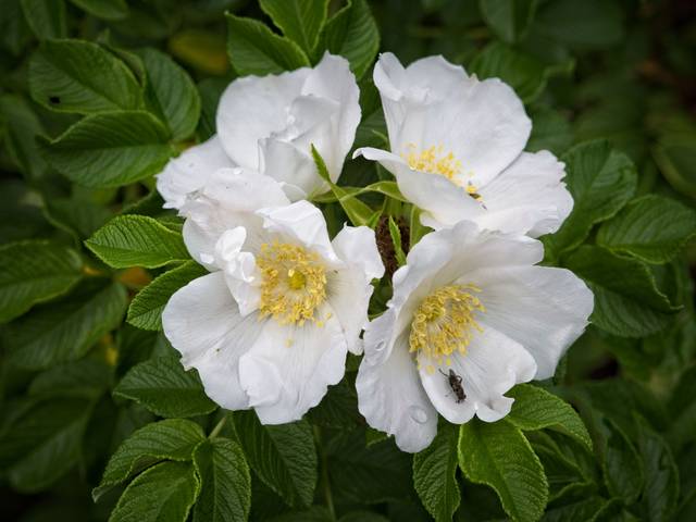 Rosa rugosa 'Alba'