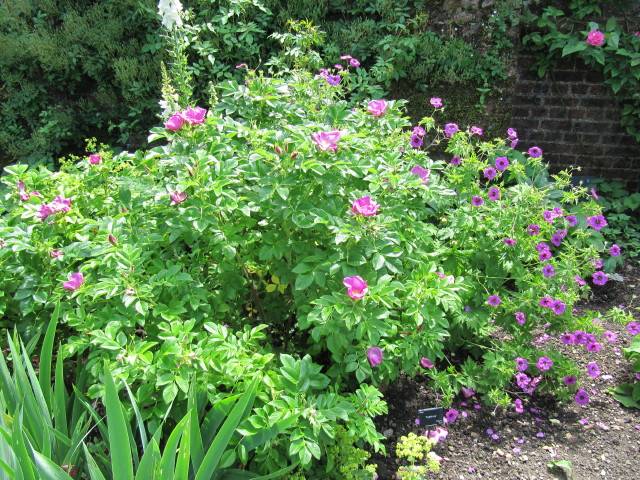 Rosa rugosa accompagné d'un géranium vivace
