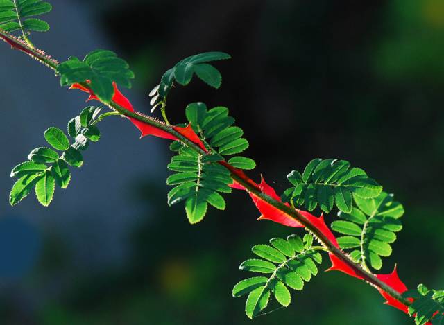 Rosa sericea (aiguillon)