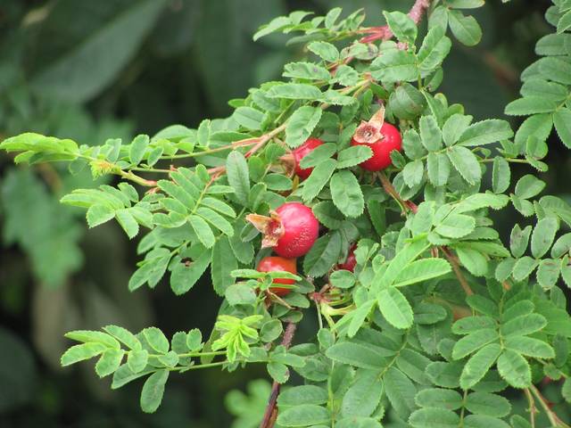 Fruits de rosier soyeux (Rosa sericea pteracantha)