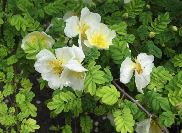 Rosa sericea var. pteracantha - Floraison