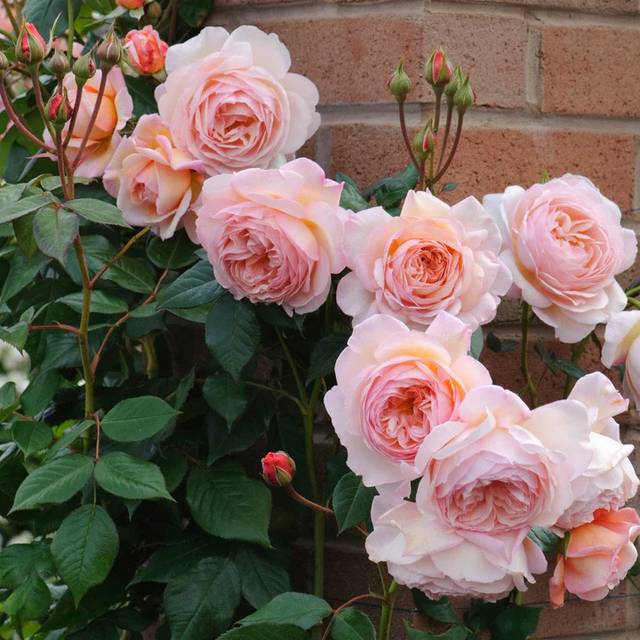 Rosier A Shropshire Lad Ausled