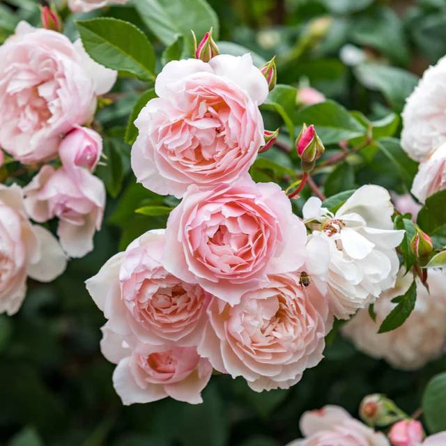 Rosier The Generous Gardener Ausdrawn