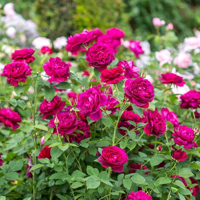 Rosier Darcey Bussel™ Ausdecorum