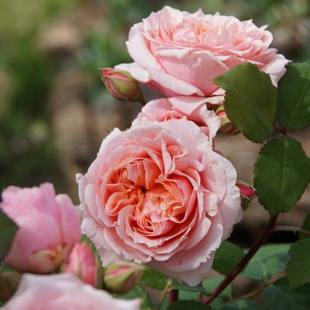 Rosier Paul Bocuse®