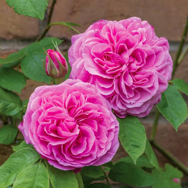 Rosier Gertrude Jekyll® Ausbord