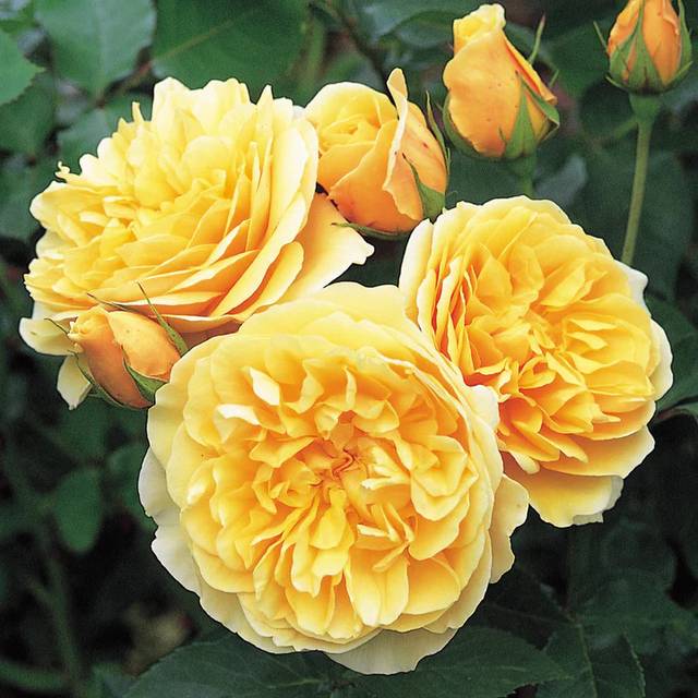 Rosier Graham Thomas® Ausmas