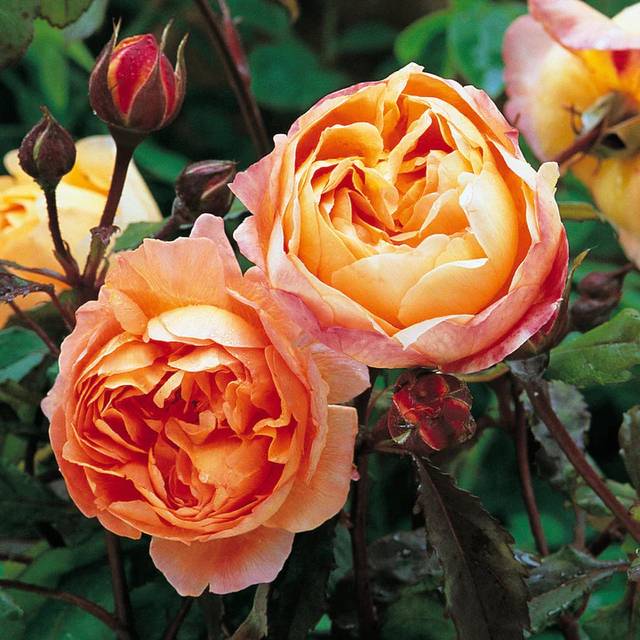 Rosier Lady Emma Hamilton™ Ausbrother