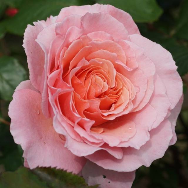 Rosier Laurent Cabrol®