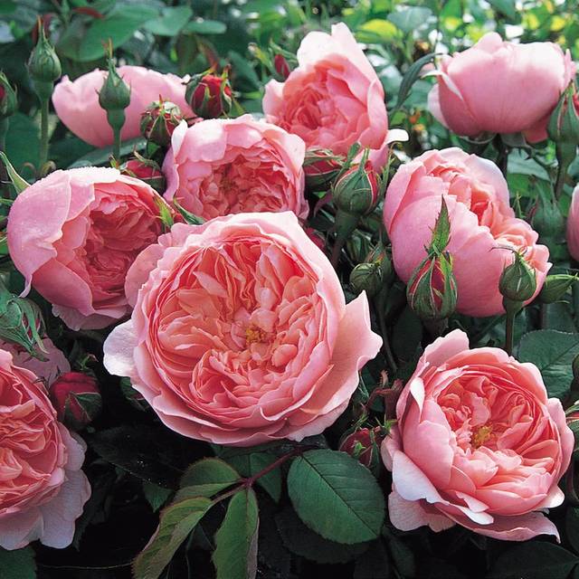 Rosier The Alnwick® Rose™ Ausgrab