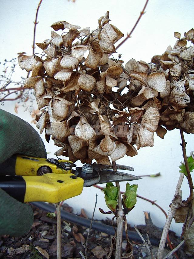 Placement de la lame du sécateur (hortensia)