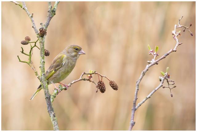 Femette Verdier d'Europe (Carduelis chloris)