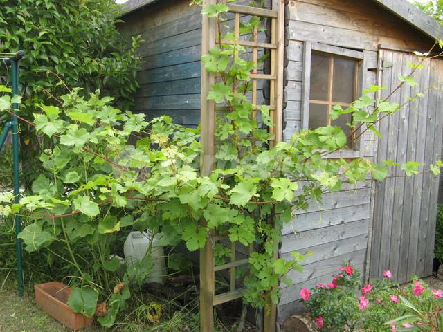 Vigne non taillée