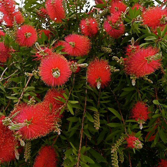 Callistemon ( pizzodisevo 1937 / flickr.com)