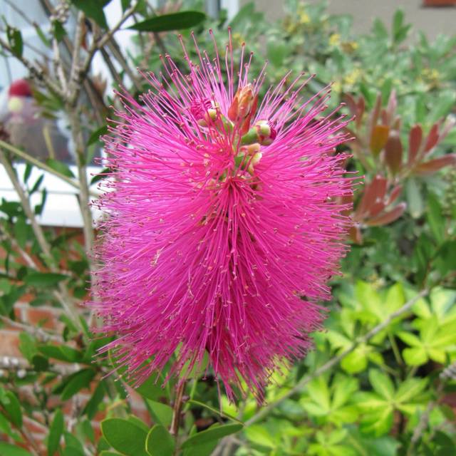 Callistemon viminalis 'Hot Pink' - fleur (Leonora (Ellie) Enking)