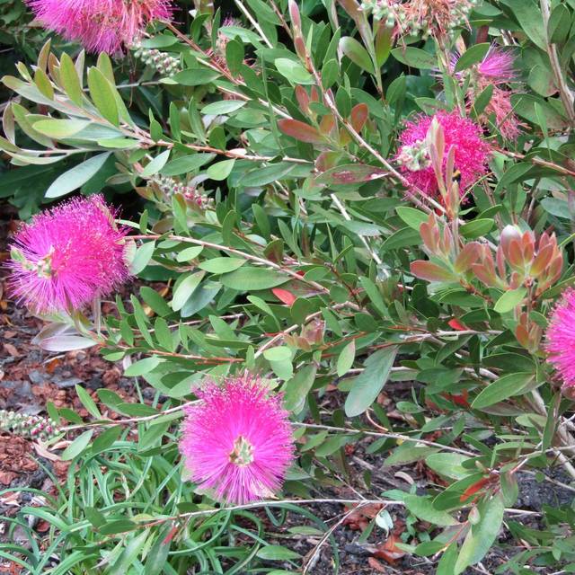 Callistemon viminalis Hot Pink - arbuste (Leonora (Ellie) Enking)