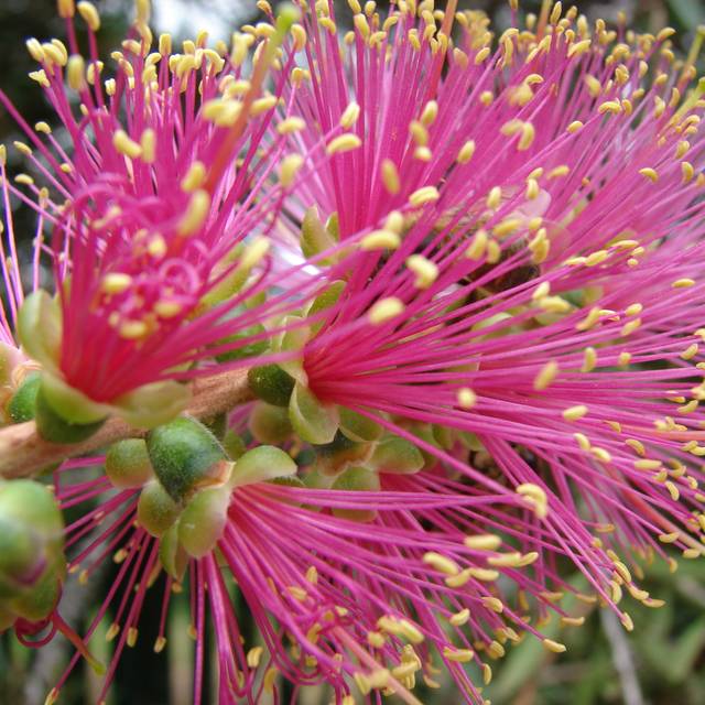 Callistemon viridiflorus Violaceus (Forest and Kim Starr)