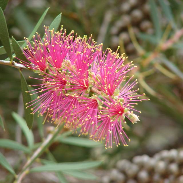 Callistemon viridiflorus Violaceus (Forest and Kim Starr)