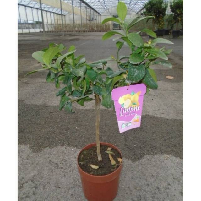 Citronnier des 4 saisons - mini tige C3