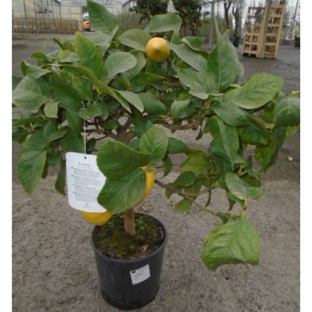 Citronnier des 4 saisons - 1/4 tige C5