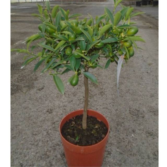Kumquat - 1/4 tige pot de 5 litres